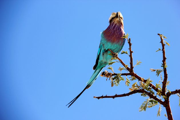 Kleurrijke vogel in Etosha