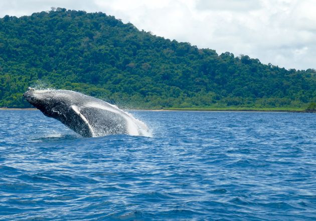 Van juni tot begin november kun je walvissen spotten rondom Coiba