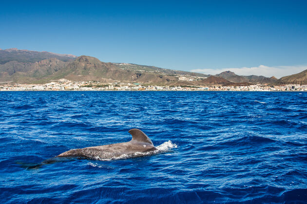 walvissen-spotten-tenerife.jpeg