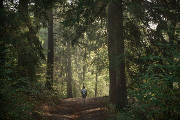 Het eerste deel wandel je door het bos en dat is in de herfst echt prachtig