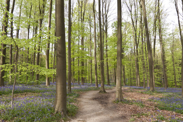 Een prachtig bos om te wandelen