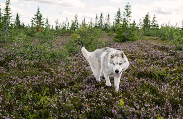 <em>Doen in de zomermaanden: wandelen met husky`s!<em><em>Foto door <a href=\