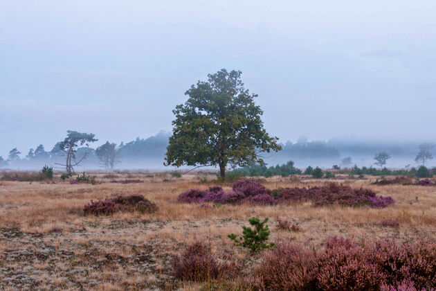 Ontspannen op de Veluwe 