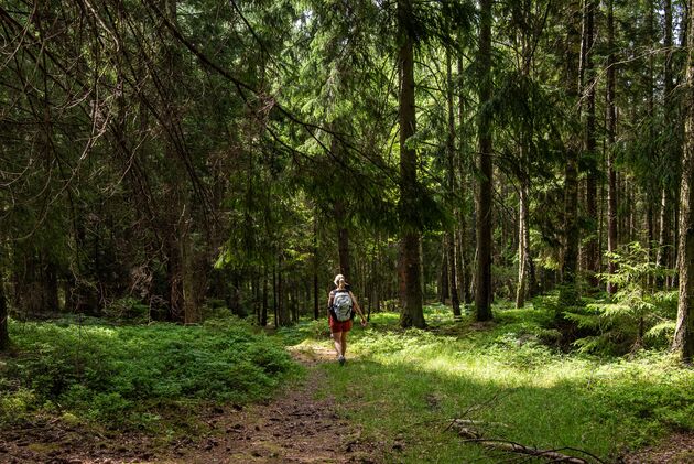 Van Zweedse bossen ga je nooit genoeg krijgen