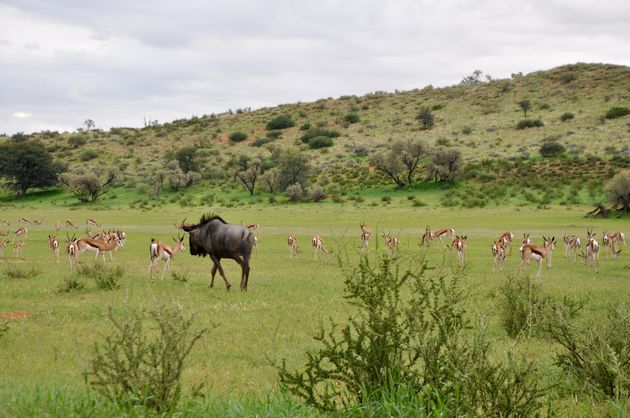 Wildlife in Kgalagadi