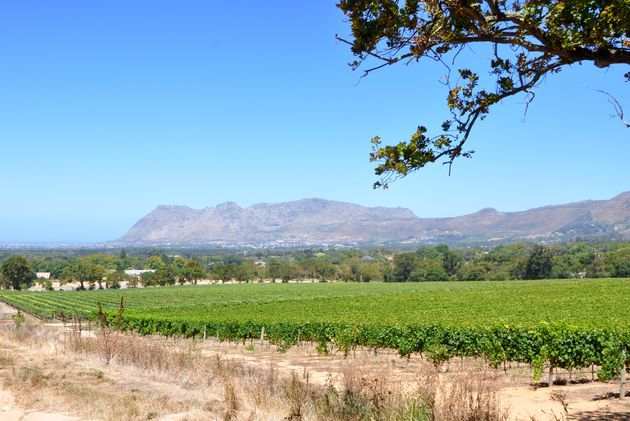Uitgestrekte wijnvelden rondom Kaapstad