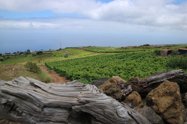 <em>De wijnen van Tenerife hebben een bijzondere smaak door de vulkanische grond.<\/em>