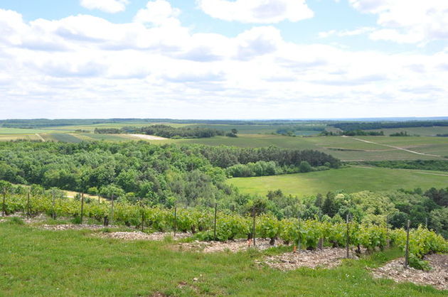 De wijngaarden van de Champagne-Ardenne