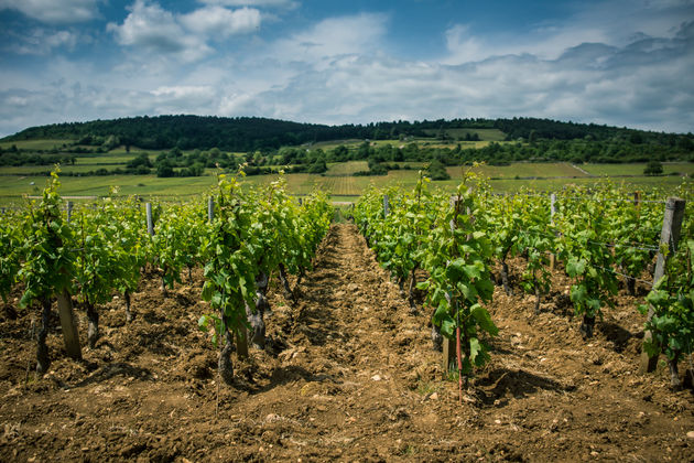 De wijnvelden van Beaune, Bourgondi\u00eb