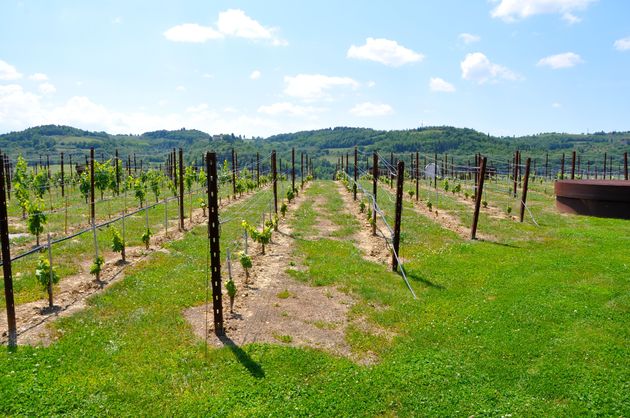 De wijnvelden van Antinori in de Toscaanse heuvels