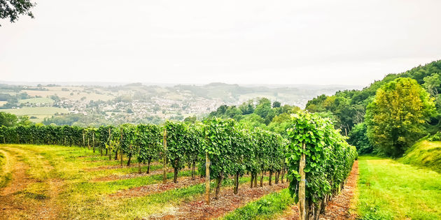 De prachtige en rustige wijnvelden in de Juran\u00e7on wijnstreek