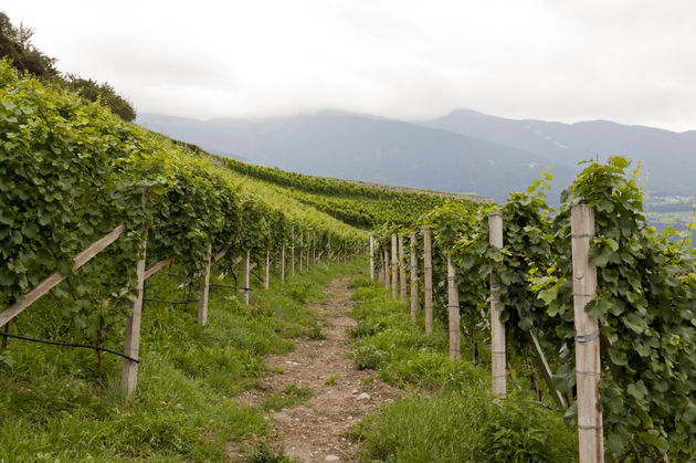 De Zuid-Tiroolse wijnvelden