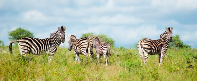 35 procent van de Nederlanders wil ooit een keer op safari