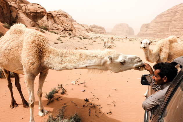 Wilde kamelen tijdens onze jeeptocht