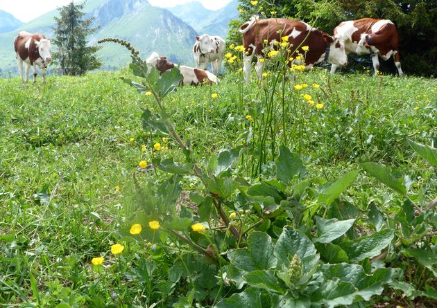 Koeien grazen tussen de wilde spinazie
