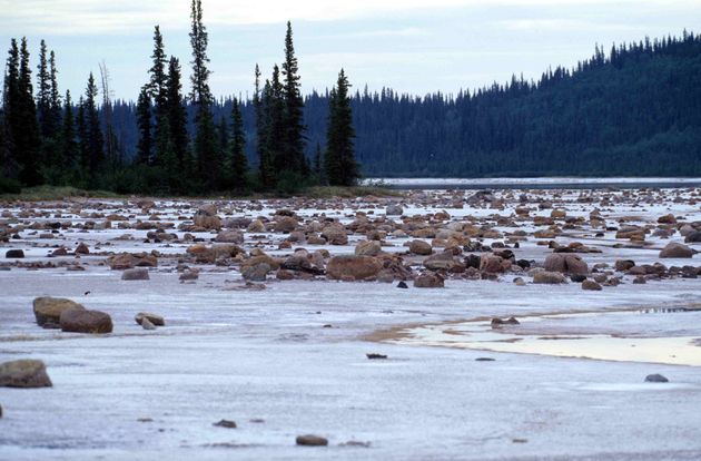 Wood Buffalo, het grootste natuurpark van Noord-Amerika