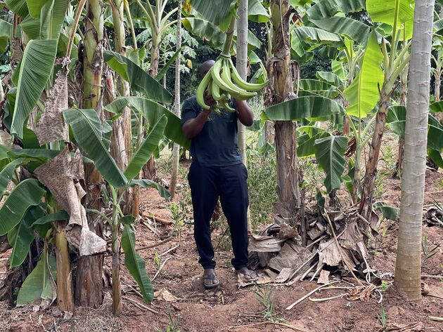 <em>Op Zanzibar groeien ook volop bananen. Van gigantische exemplaren tot kleine en rode.<\/em>