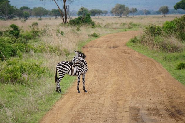 We spotten al heel snel een zebra, die rustig op de weg blijft staan