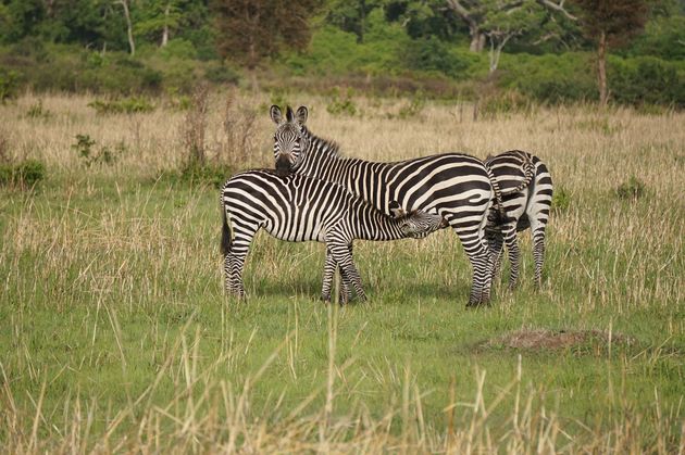 In het hele park vind je schitterende zebra`s