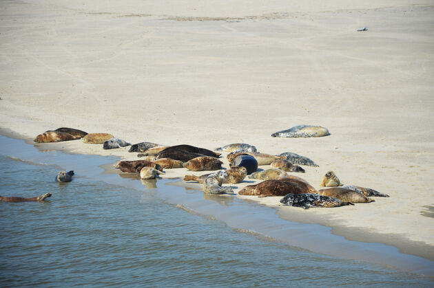 Alleen al om zeehonden te spotten wil je naar Ameland