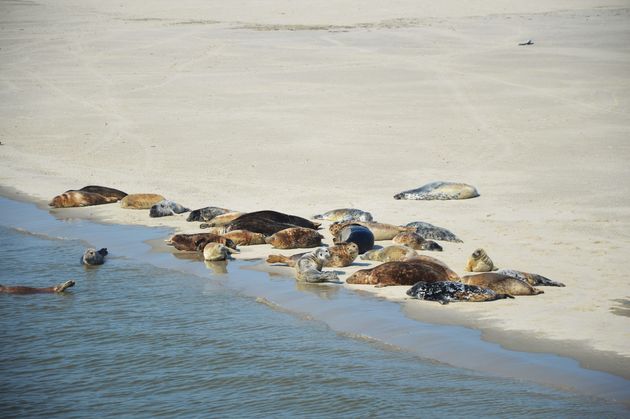 zeehonden-ameland.jpeg