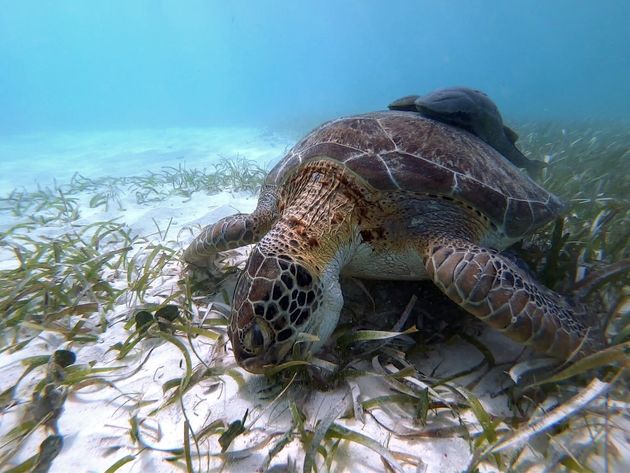 Doen: ga snorkelen tussen de zeeschildpadden!