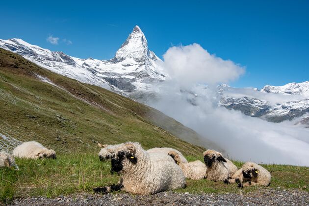 Steeds weer een ander uitzicht op de Matterhorn: allemaal even mooi