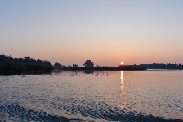 Familie zwaan is ook net wakker geworden