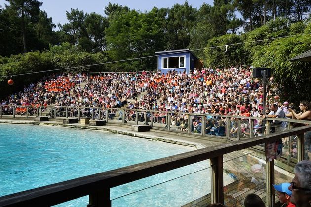 Drukte bij de show met de zeeleeuwen 