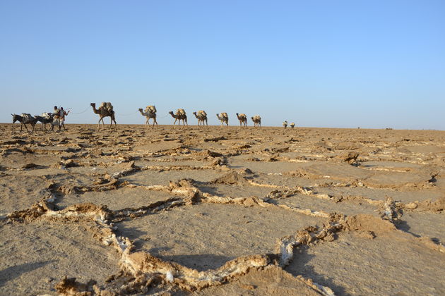 Zout wordt vanuit Danakil per kameel naar de stad gebracht