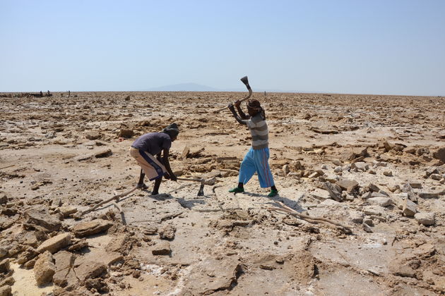 In de brandende zon wordt zout uit de Danakil woestijn gehakt