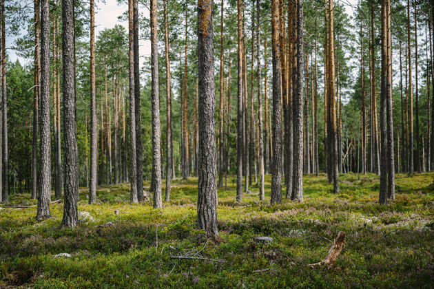 zweden-bossen-dalarna.jpeg