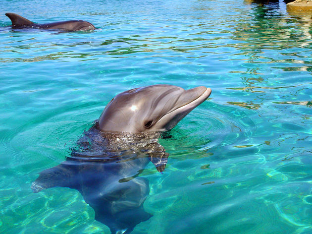 Zwemmen met dolfijnen in het Discovery Cove Park