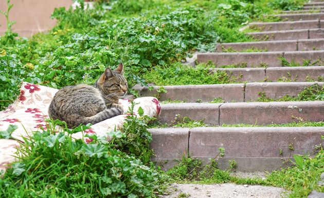 zwerfkatten-istanbul.jpeg