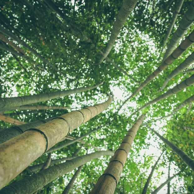Goed voor de natuur kleding gemaakt van bamboe Travelvalley