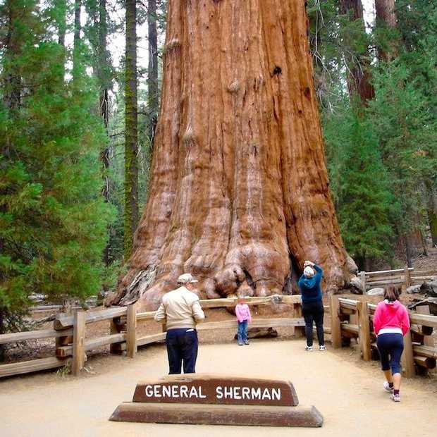 Grootste boom ter wereld in Sequoia National Park, Californië
